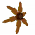 Maple Sunflower — Grow a Garden 2